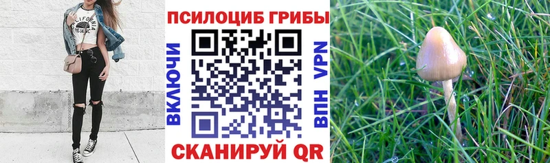Псилоцибиновые грибы GOLDEN TEACHER  Вельск 